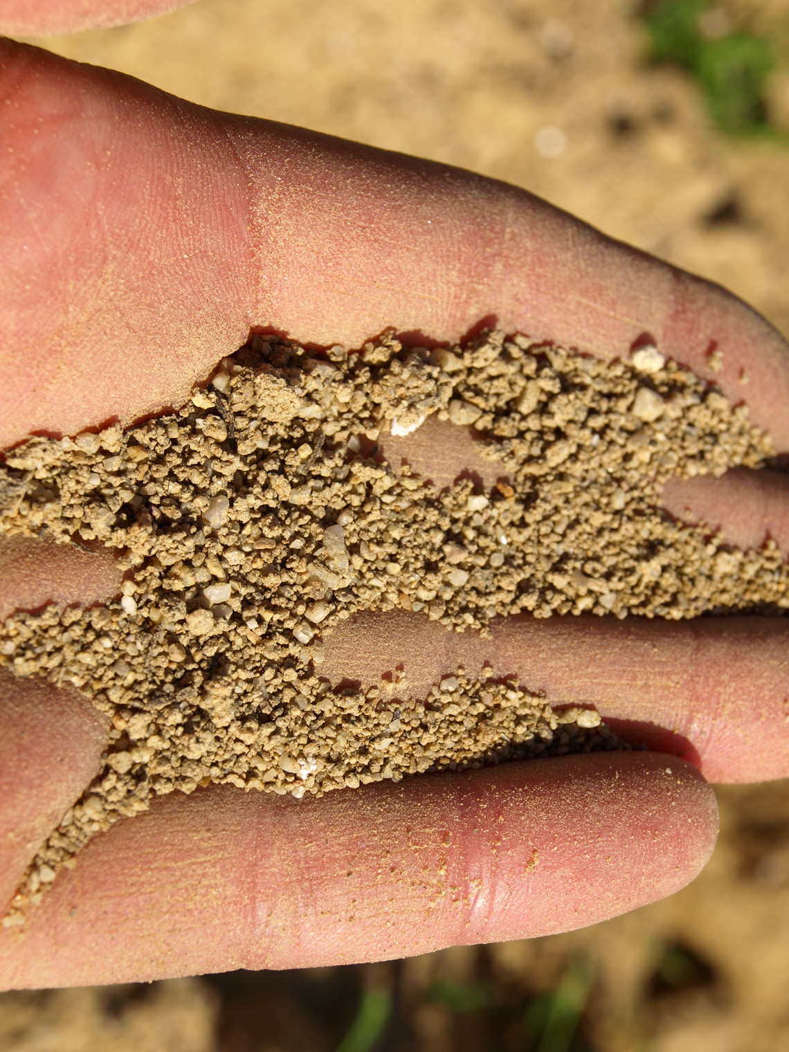 aus Quarz und Quarzit. Der hier abgelagerte grobe Sand wurde nicht weit transportiert. Er stammt vom Taunusrand.