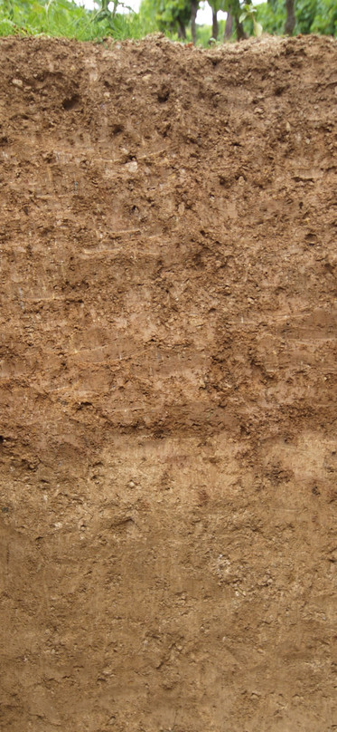 Clay-rich weathered phyllite over weathered loess (Langenberg).
