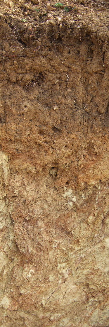 Weathered phyllite vineyard soil (Wildsau).