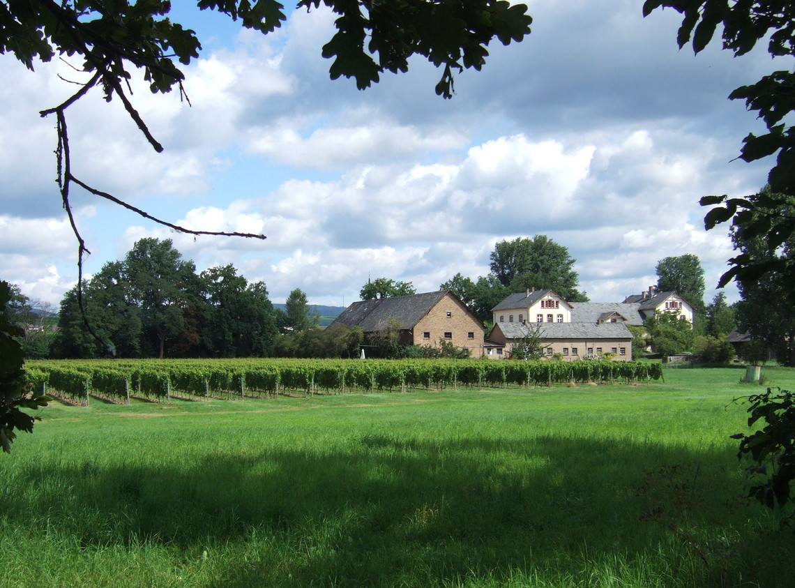 Auf der Mariannenaue wurde früher Gemüse angebaut, heute wächst dort Inselwein in der Erbacher Rheinhell (16 ha) und dem Hattenheimer Rheingarten (11 ha).