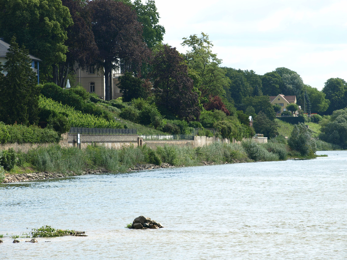 Der Rhein schnitt sich in der letzten Kaltzeit tief in die Landschaft ein. Steilhang am östlichen Eltviller Rheinufer.