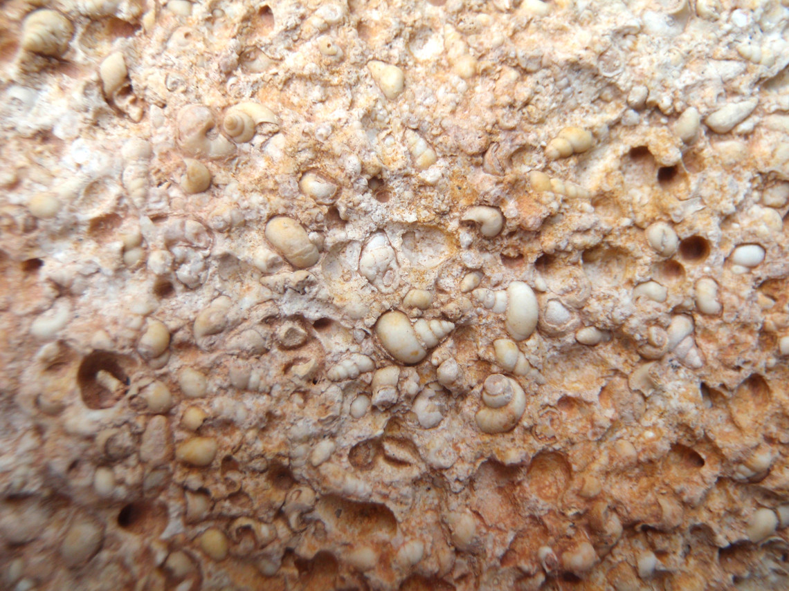 Im Untergrund der Bubenhäuser Höhe lagern Kalksteine mit Fossilien der kleinen Wattschnecke Hydrobia inflata.