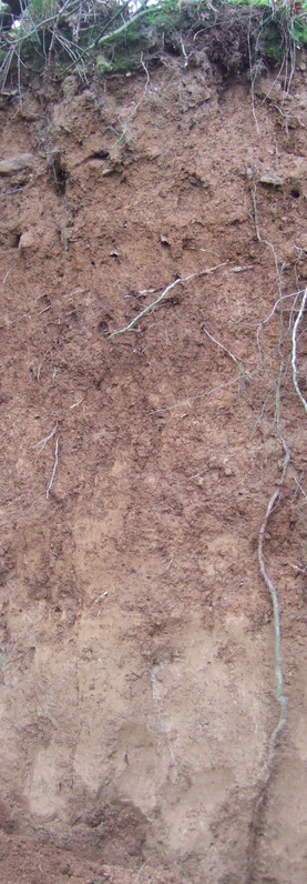 Quartzite debris