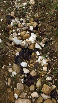 Quarzit und Quarz als steinige Bodenkomponente (Rödchen).