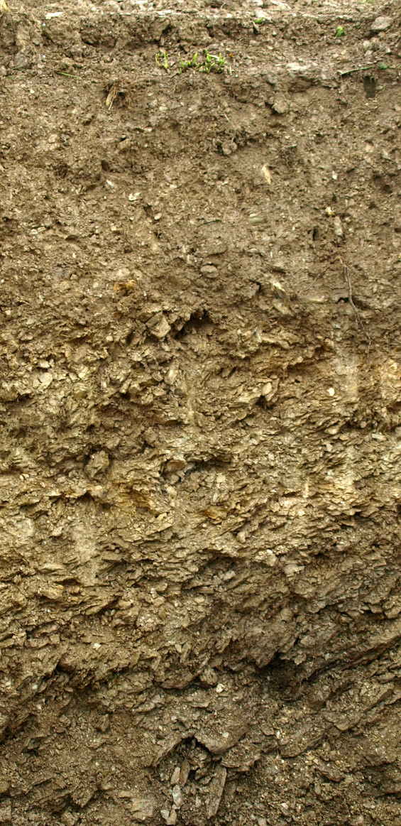 Phyllite with loess  (topsoil) over a layer of phyllite debris (Klosterberg).