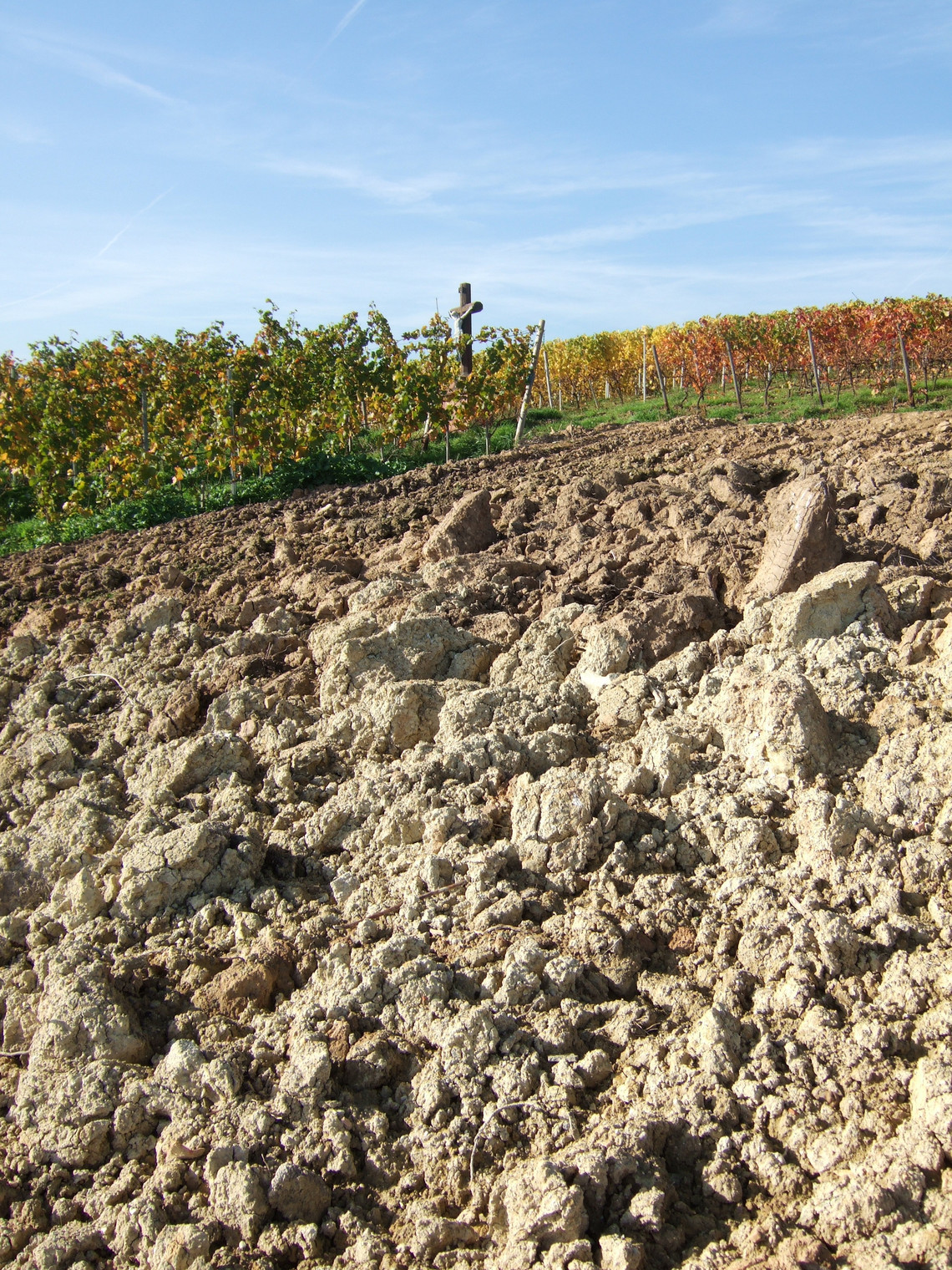 Zum Verklumpen neigen der tonreicher Weinbergsboden (Lage Schönhell).