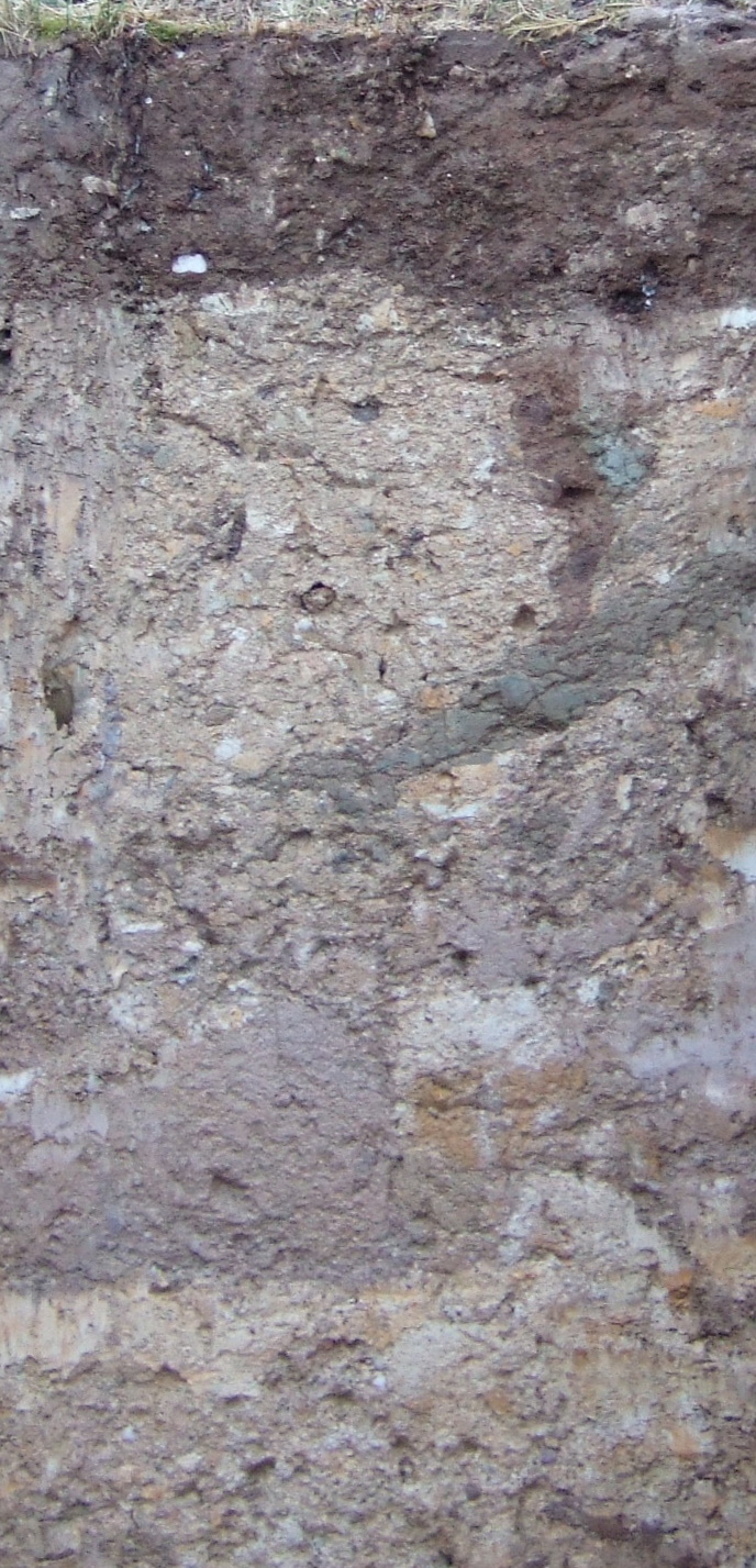 Weinbergsboden aus Ton des Cyrenen-mergel (Hattenheimer Schützenhaus).