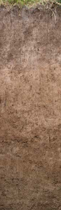 Floodplain sediments can be either sandy or dominated by clay, depending on the particle sizes. These sediments are calcareous, nutrient-rich and fertile and, if the groundwater levels are low enough, produce excellent agricultural or horticultural soils.